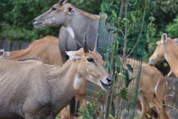 The male Nilgai head closeup image.