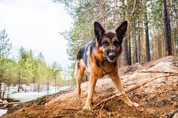 Dog German Shepherd in the forest in an early spring