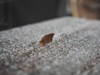 Close up of hail-head, stud in wooden board with wood grain texture