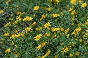 Beautiful selective focus Dahlberg Daisy flower in a garden.Also know as bristleleaf pricklyleaf,shooting star or golden fleece.(Thymophylla tenuiloba)Close up yellow flower.