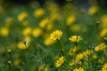 Beautiful selective focus Dahlberg Daisy flower in a garden.Also know as bristleleaf pricklyleaf,shooting star or golden fleece.(Thymophylla tenuiloba)Close up yellow flower.