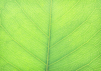 Line art green leaves