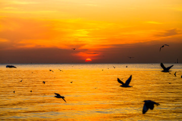 Fototapeta premium The blurred abstract background of the seagulls flying with the twilight light in the evening, and a multitude of birds on the branch while watching the evening.