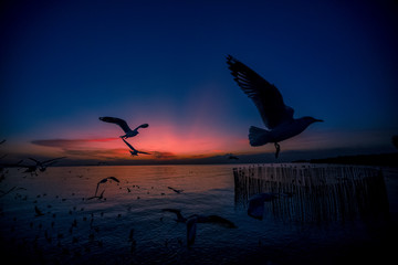 The blurred abstract background of the seagulls flying with the twilight light in the evening, and a multitude of birds on the branch while watching the evening.