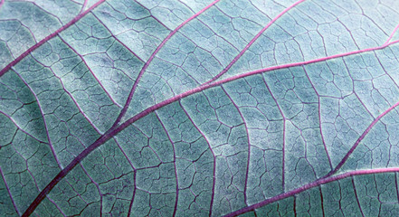 Macro leaves background texture blue