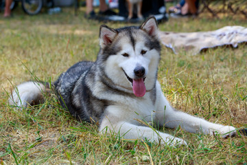 Dog breed Alaskan malamute