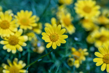 Beautiful selective focus Dahlberg Daisy flower in a garden.Also know as bristleleaf pricklyleaf,shooting star or golden fleece.(Thymophylla tenuiloba)Close up yellow flower.