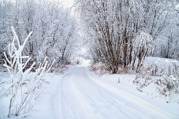 Snowy road among the trees covered with frost on a winter