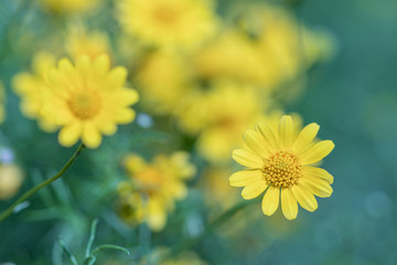 Beautiful selective focus Dahlberg Daisy flower in a garden.Also know as bristleleaf pricklyleaf,shooting star or golden fleece.(Thymophylla tenuiloba)Close up yellow flower.