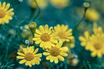 Beautiful selective focus Dahlberg Daisy flower in a garden.Also know as bristleleaf pricklyleaf,shooting star or golden fleece.(Thymophylla tenuiloba)Close up yellow flower.