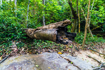 Kbal Spean Jungle Walk national park in Cambodia