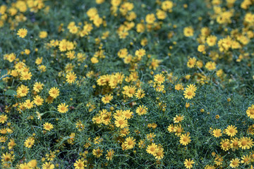 Beautiful selective focus Dahlberg Daisy flower in a garden.Also know as bristleleaf pricklyleaf,shooting star or golden fleece.(Thymophylla tenuiloba)Close up yellow flower.