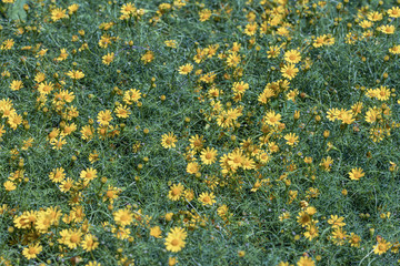 Beautiful selective focus Dahlberg Daisy flower in a garden.Also know as bristleleaf pricklyleaf,shooting star or golden fleece.(Thymophylla tenuiloba)Close up yellow flower.