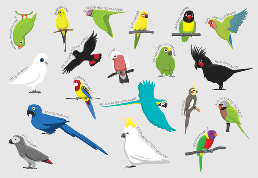 Parrot Set Various Kind Identify Cartoon Vector