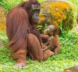 monkey with baby. brown monkey with his little cub. the inhabitants of the jungle. the monkey is smiling. monkey in the zoo