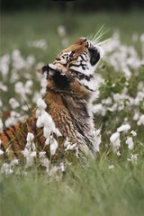 The Siberian tiger (Panthera tigris Tigris), or  Amur tiger (Panthera tigris altaica) in the grassland.