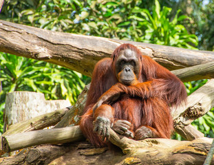 Fototapeta premium pensive monkey among the trees. the inhabitants of the jungle. monkey in the zoo