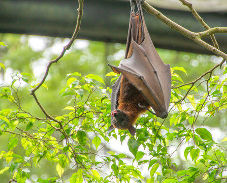  bat on a tree branch. the bat licks. the inhabitants of the jungle. bat in the zoo