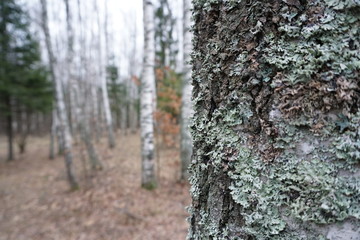 Russian forest in winter