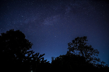 Sternenhimmel mit Baum © Digitalpress