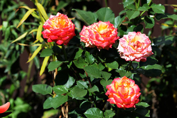 Lush rose flowers in a summer garden under the bright sun close-up. Natural background