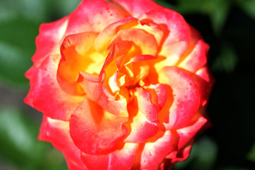 Beautiful rose flower in a summer garden under the bright sun close-up. Natural background