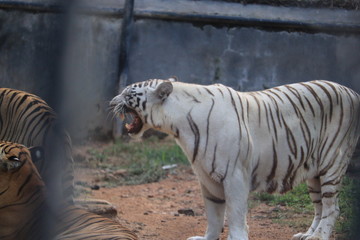 Fototapeta na wymiar Great white male siberian tiger( bengal tiger)