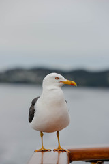 Fototapeta premium pretty seagull in close up