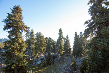 Fototapeta na wymiar Beautiful pine trees with sunshine in Turkey
