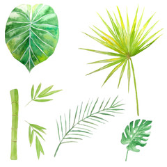 Set of watercolor tropical leaves. Bamboo, monstera, palm leaf, perfect for your tropical design. Ideal scope: cards, invitations, scrapbooking and much more.