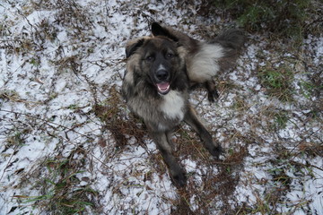 Naklejka premium DOG WINTER