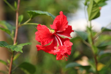 Fototapeta premium Hibiscus Flower