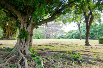 The tree has beautiful roots in the park.