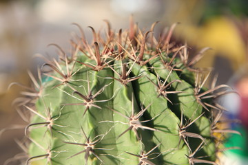 Cactus thorn