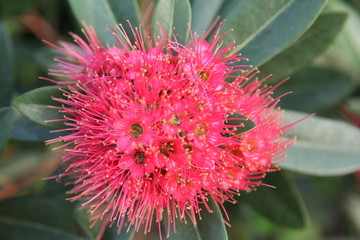 Bush willow flower (Combretum erythrophyllum  (Burchell) Sonder.)