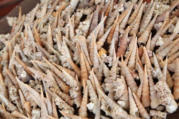 Stack of Conch shells