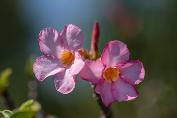 Selective focus pink and white Adenium obesum flower in a garden. Common names include Sabi star, kudu, mock azalea, impala lily and desert rose.