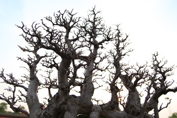 Silhouette Of Tree