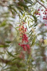 ripe bunch of black pepper on a branch