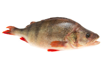 Fototapeta premium fresh perch fish on a white background