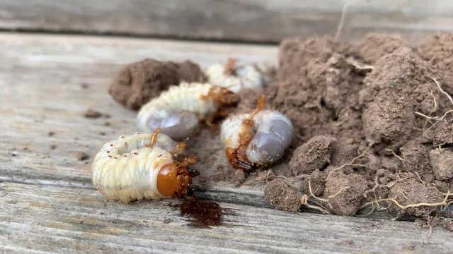 The larva of important pest of plant, grub of May beetle Common Cockchafer or May Bug Melolontha melolontha, close up of white grubs burrowing into the soil