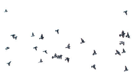 flying birds doves on a white background
