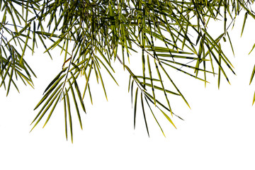 Bamboo leaves isolate on white background