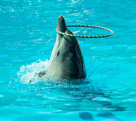 dolphin playing in the water