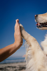 dog paw and human hand high-five