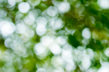 Fototapeta premium bokeh of Sunny abstract green nature background