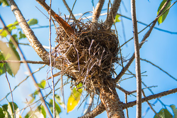 Empty bird nest on tree's branches
