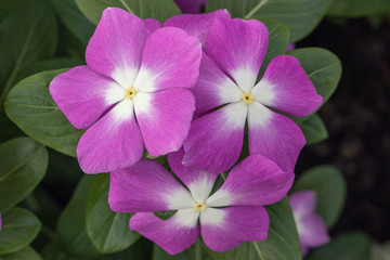 Close up purple Madagascar Periwinkle flower in a garden.Commonly name bright eyes,Cape periwinkle,graveyard plant,old maid,pink periwinkle,rose periwinkle.(Catharanthus roseus)