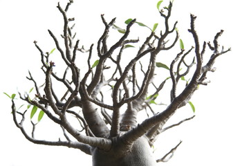 Impala Lily Adenium branch