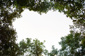 tree frame on white